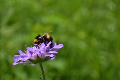 bumblebee on scabious